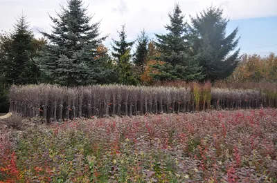 Gospodarstwo Ogrodnicze Krupińscy